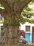 Средневековое дерево близ бульвара Монпарнас