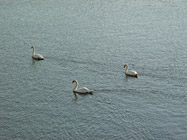 Три лебедя плывут по реке Влтава, Прага /180 Kb/